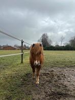 Merrie veulen, Dieren en Toebehoren, Pony's, Merrie, A pony (tot 1.17m), Gechipt