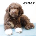 Lagotto Romagnolo pups te koop, Dieren en Toebehoren, 15 weken tot 1 jaar, Buitenland, CDV (hondenziekte), Meerdere