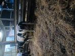 2 drachtige koeien te koop, Dieren en Toebehoren, Runderen