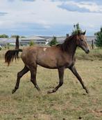 Ultra chique jaarling, Dieren en Toebehoren, Springpaard, Gechipt, Niet van toepassing, 0 tot 2 jaar
