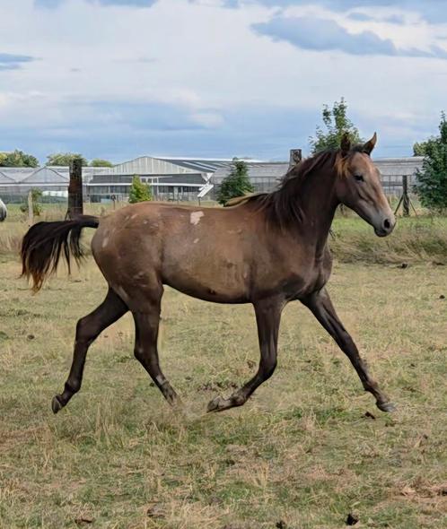 Ultra chique jaarling, Dieren en Toebehoren, Paarden, Hengst, Niet van toepassing, 0 tot 2 jaar, Springpaard, Met stamboom, Gechipt