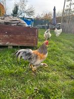 Brahma kriel haan, Dieren en Toebehoren, Pluimvee, Mannelijk, Kip