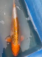 Kujaku 55cm Dainichi, Karper of Koi
