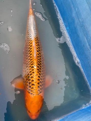 Kujaku 55cm Dainichi beschikbaar voor biedingen