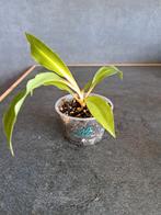 Chlorophytum Orchidastrum green orange nr 12, Enlèvement