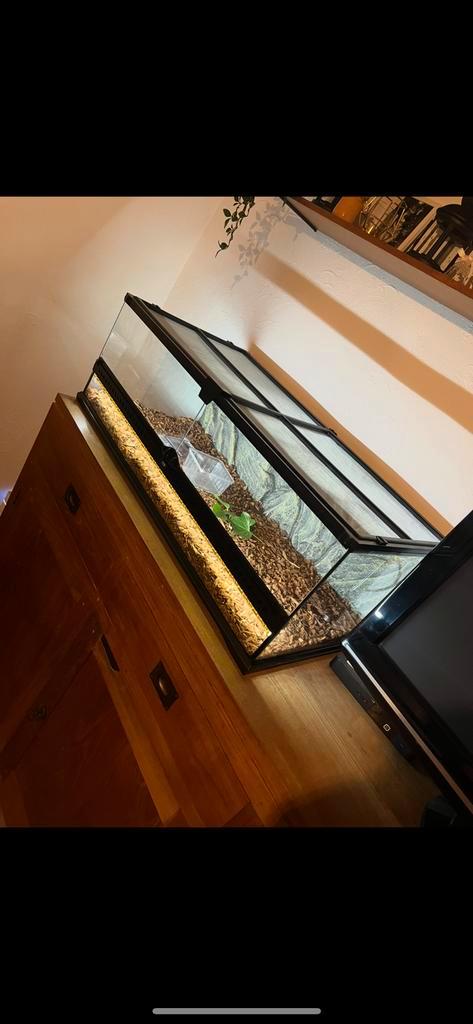 Wandelende takken psg 1 samen met terrarium, Animaux & Accessoires, Reptiles & Amphibiens | Accessoires, Neuf, Enlèvement