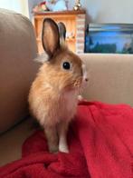 Konijntje, Dieren en Toebehoren, Konijnen, Mannelijk, Klein, 0 tot 2 jaar