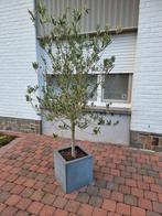 Olijfboompje, Tuin en Terras, Planten | Bomen, Ophalen, In pot