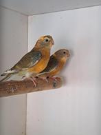 Roodrugparkiet koppel 2025, Roodrugparkieten, roodruggen, Dieren en Toebehoren, Vogels | Parkieten en Papegaaien, Meerdere dieren