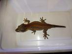 gecko gargouille male 2ans 27/28g avec queue de repousse, 0 tot 2 jaar, Hagedis