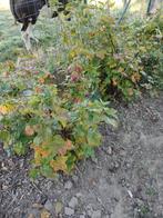 Twee rode aalbessen struiken, Tuin en Terras, Planten | Fruitbomen, Ophalen, Minder dan 100 cm, Overige soorten