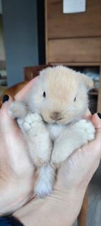 Nestje mini lops NHD, Dieren en Toebehoren, Konijnen, Dwerg, Hangoor