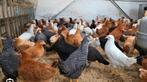 Ik zoek gratis pluimvee,konijnen,dwerggeiten, Dieren en Toebehoren, Pluimvee