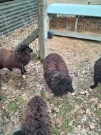 Mooi koppeltje mini quesant schaapjes ooi en ram, Dieren en Toebehoren, Schapen, Geiten en Varkens, Vrouwelijk, Schaap, 0 tot 2 jaar