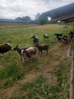 Baggerbonte ooilammeren, Animaux & Accessoires, Moutons, Chèvres & Cochons, Femelle, Mouton, 0 à 2 ans