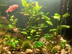 Plantes d'aquarium, Animaux & Accessoires, Poissons | Aquariums & Accessoires, Enlèvement ou Envoi, Neuf