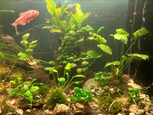 Aquarium planten, Dieren en Toebehoren, Vissen | Aquaria en Toebehoren, Nieuw, Ophalen of Verzenden