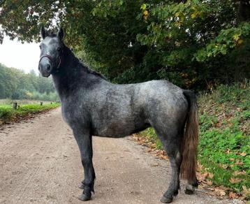 Welsh merrie beschikbaar voor biedingen