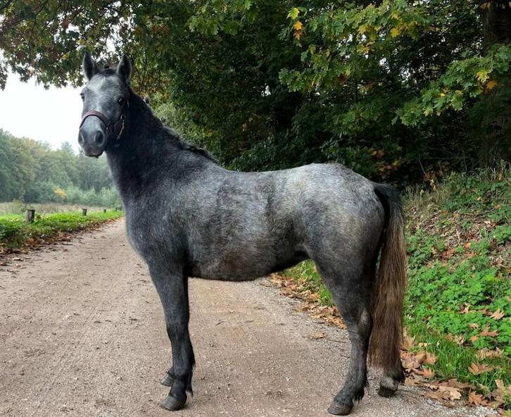 Welsh merrie, Dieren en Toebehoren, Paarden, Merrie, Niet van toepassing, Minder dan 160 cm, 0 tot 2 jaar, Gechipt, Ontwormd