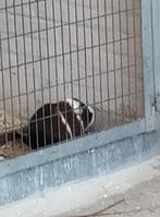 Cavia, Dieren en Toebehoren, Cavia