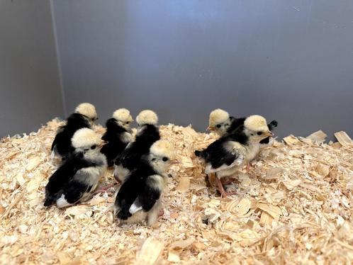 Kuifhoender (padua) baby kuikens hennetjes, gesekst, ingeënt, Animaux & Accessoires, Volatiles, Poule ou poulet, Femelle