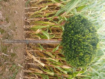 Taxus stam beschikbaar voor biedingen