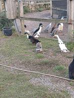 2 Indische loopeendeb