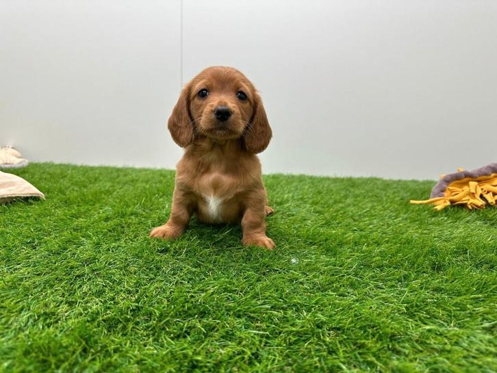 Nestjes Langharige Dwergteckel pups, Dieren en Toebehoren, Honden | Teckels en Dashonden, Meerdere dieren, Langhaar, Dwerg, Fokker | Professioneel