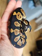 0.1 blackhead het DG Python regius, Slang, Tam, 0 tot 2 jaar
