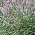 Miscanthus sinensis 'Kleine Silberspinne', Tuin en Terras, Ophalen, Vaste plant, Siergrassen, Halfschaduw