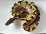0.1 ball python - super enchi fire, Animaux & Accessoires, Reptiles & Amphibiens, Serpent, Domestique, 0 à 2 ans