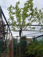 1 appelboom gloster hoogstam, Jardin & Terrasse, En pot, Enlèvement