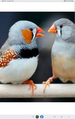 Zebravinken, Dieren en Toebehoren, Vogels | Duiven