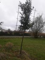 Voorgeleid prunus, Tuin en Terras, Planten | Bomen, 250 tot 400 cm, Leiboom, Ophalen