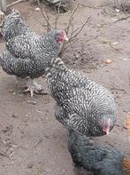 Mechelse koekoek hennen, 2 jaar oud, Femelle, Poule ou poulet