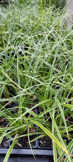 Carex morrowii variegata, Tuin en Terras, Ophalen, Winter