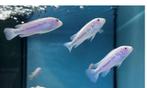 Pseudotropheus socolofi albino malawi cichliden Mbnuna, Dieren en Toebehoren, Vissen | Aquariumvissen, Vis, Zoetwatervis, Schoolvis