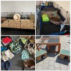 Cavia uitzet caviadraadkubus, Ophalen, Zo goed als nieuw, Transportkoffer of -box