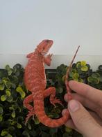 Baardagaam. Red Monster Female -10%, Amfibie, 0 tot 2 jaar