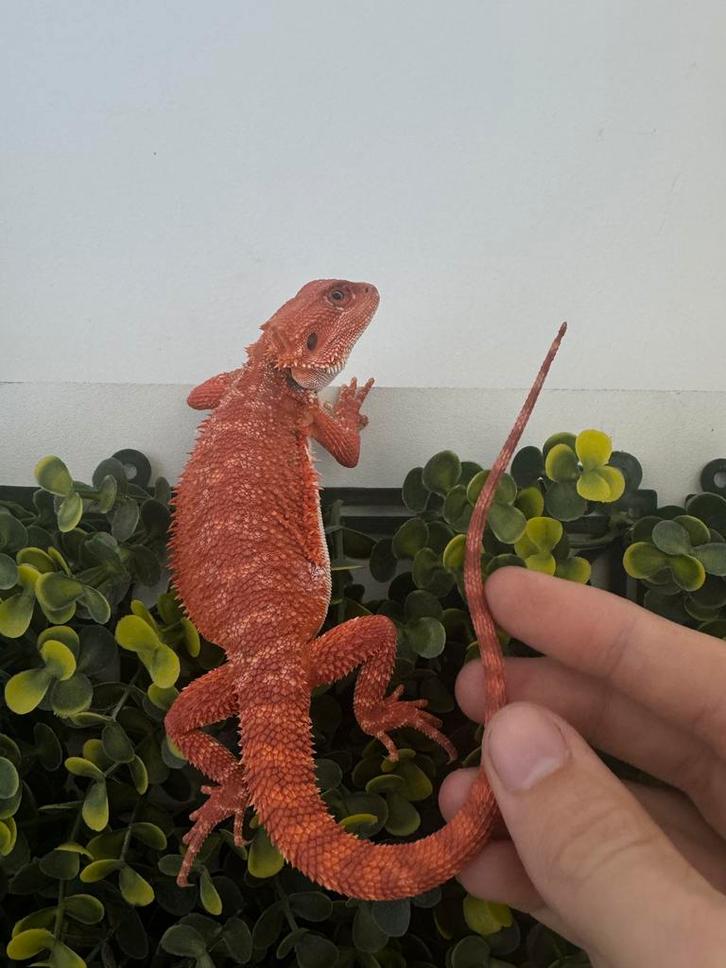 Baardagaam. Red Monster Female -10%, Dieren en Toebehoren, Reptielen en Amfibieën, Amfibie, 0 tot 2 jaar