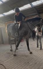 Zadelmak makeb/doorrijden van uw paard, Dieren en Toebehoren, Paarden, Zadelmak