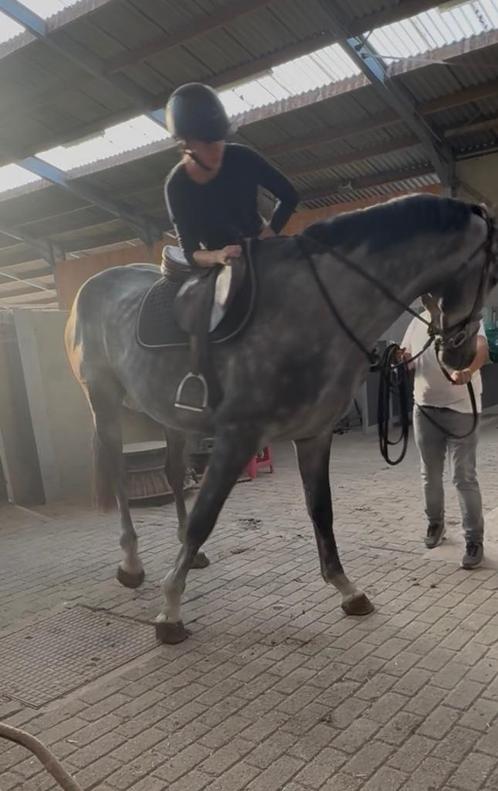 Zadelmak makeb/doorrijden van uw paard, Dieren en Toebehoren, Paarden, Zadelmak