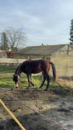 Zeer brave 2 jarige hengst, Dieren en Toebehoren, Hengst, M