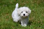 Maltezer pup te koop / teefje, Maltezer, 15 weken tot 1 jaar, Buitenland, Eén hond