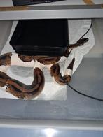 KOOPJE v70 rack en 15 ballpythons voor 1500, Dieren en Toebehoren