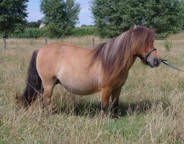 Schetlandpony met belgisch stamboek  beschikbaar voor biedingen