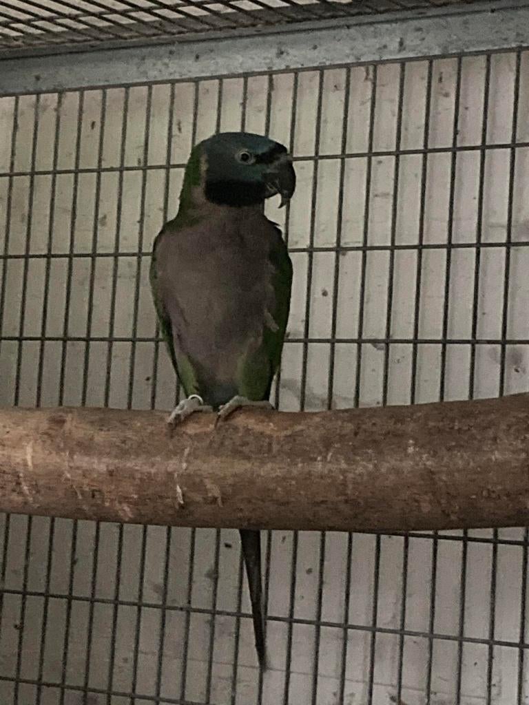 Derbyan pop, Dieren en Toebehoren, Vogels | Parkieten en Papegaaien, Papegaai, Vrouwelijk, Geringd