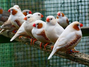 grote en medium zebravinken isabel en isabel verervend, TT  beschikbaar voor biedingen