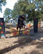 D pony, Animaux & Accessoires, Poney de récréation, 3 à 6 ans, Hongre, Poney D (1.37 m à 1.48m)