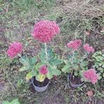Sedum vaste plant, Tuin en Terras, Planten | Tuinplanten, Ophalen, Herfst, Vaste plant